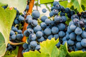 french wine grapes